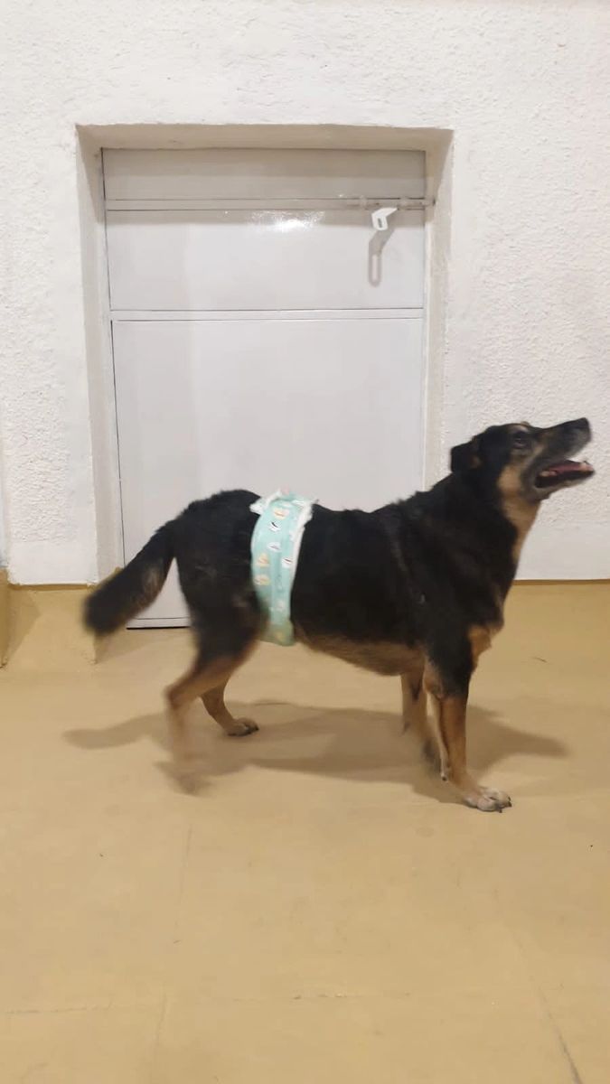 German shepherd clearance diapers